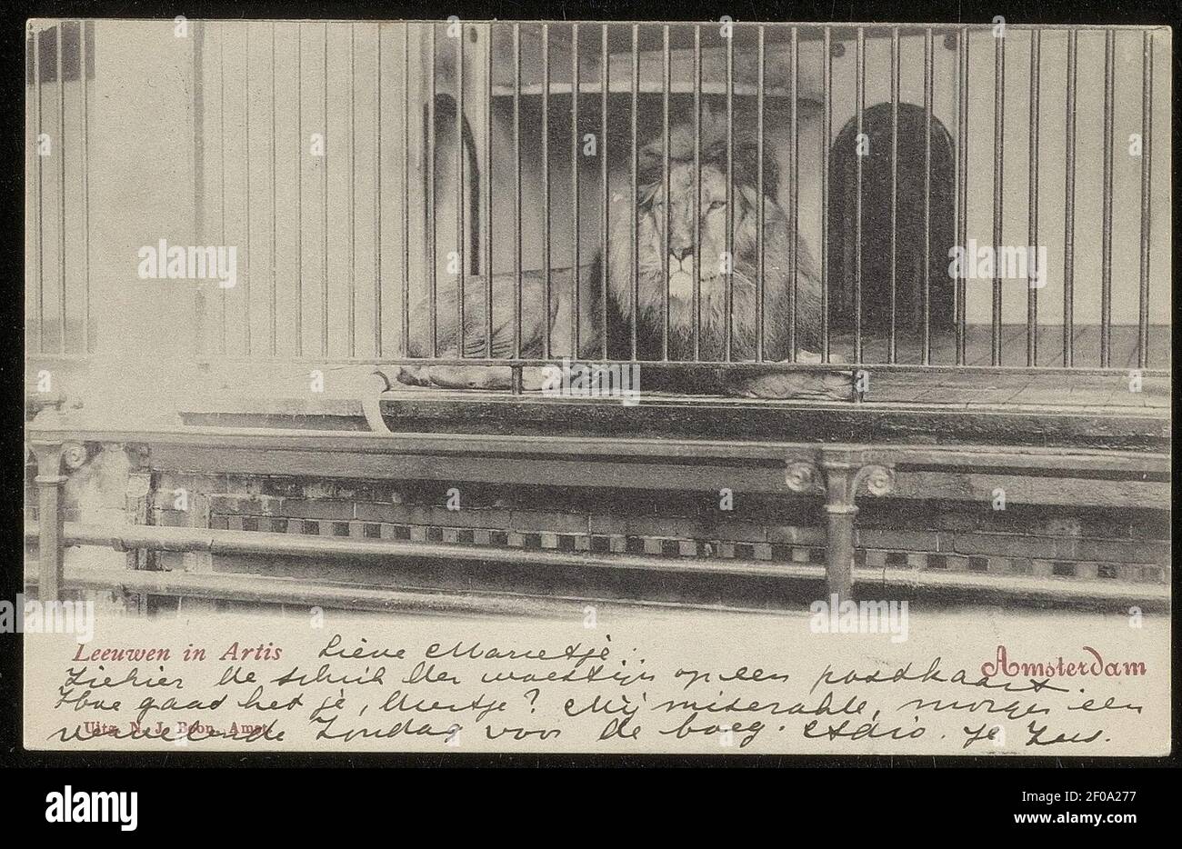 Plantage Kerklaan, Artis traf leeuw in kooi. Uitggab N.J. Segen, Stockfoto