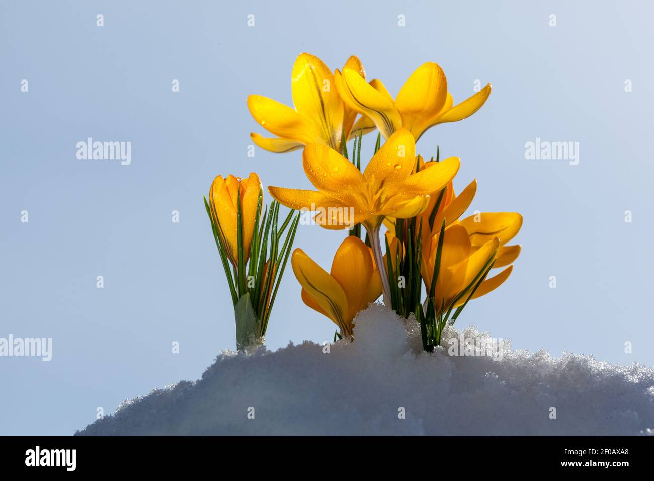 Frühling crocus, Vårkrokus (Crocus vernus) Stockfoto