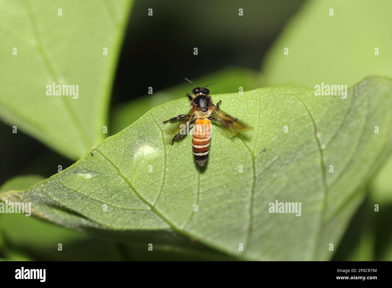 Eine wilde Honigbiene auf den grünen Blättern eines Baumes im Garten, indien. Konzept für Bienenzucht, unabhängige Biene und Bienenzucht Stockfoto