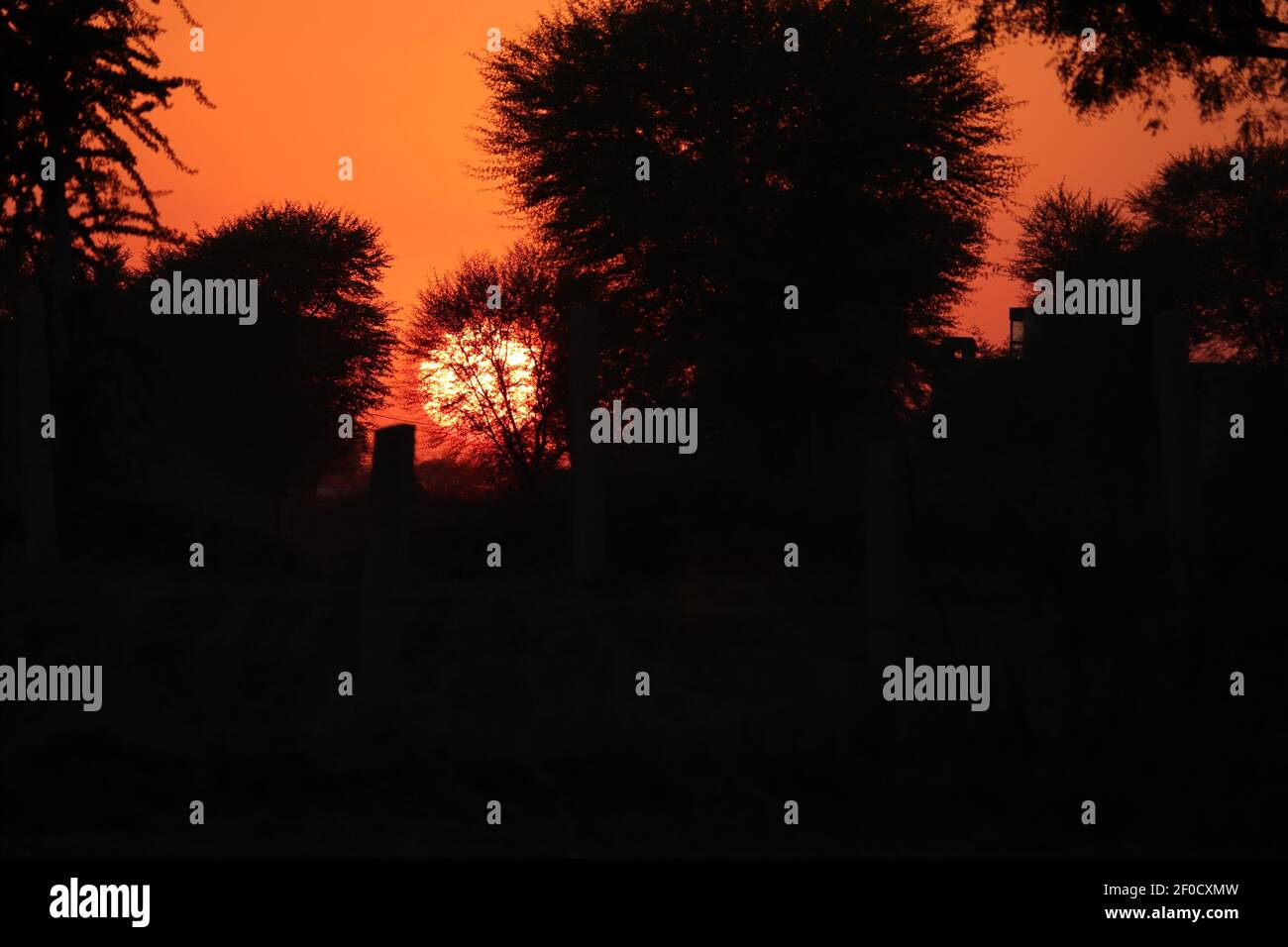 Die Sonne untergeht abends hinter Schattenbäumen im Wald am Abend, indien. Konzept für Abendzeit, Natur Routine, Symbol der Darknes Stockfoto