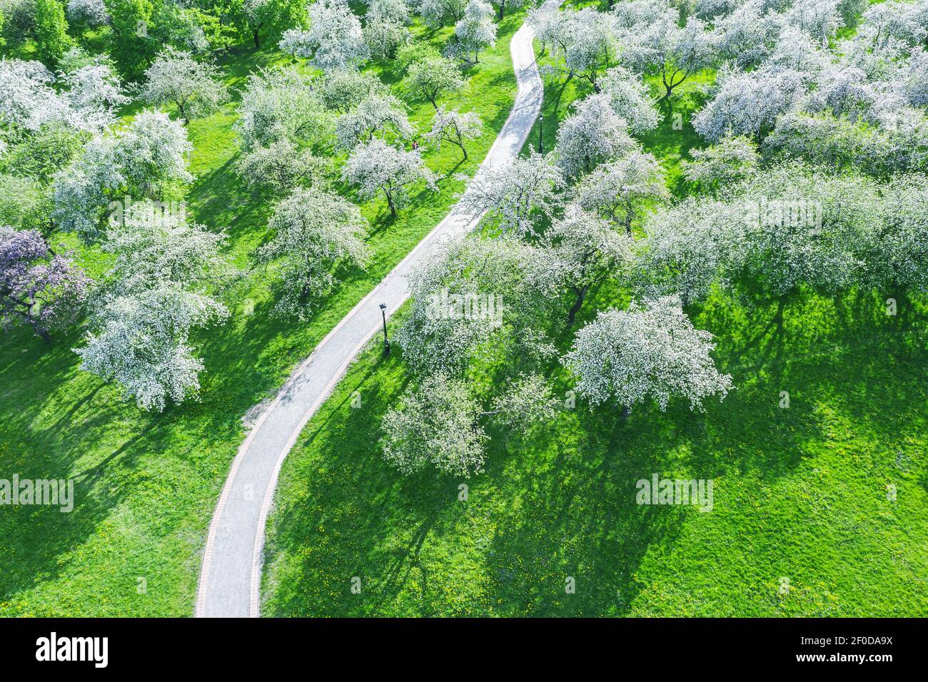 Frühling sonniger Tag im Park. apfelbäume in voller Blüte, Blick von oben. Stockfoto