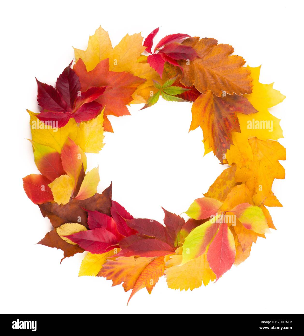 Herbstkranz aus trockenen farbigen Blättern und Vogelbeeren isoliert auf weißem Hintergrund. Stockfoto