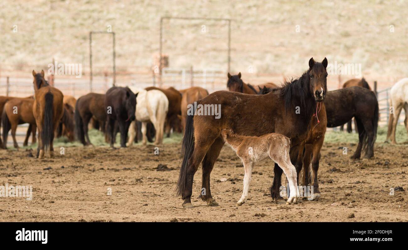 Wilde Pferde gesammelt Oregon State Horse Pony Nachwuchs Stockfoto