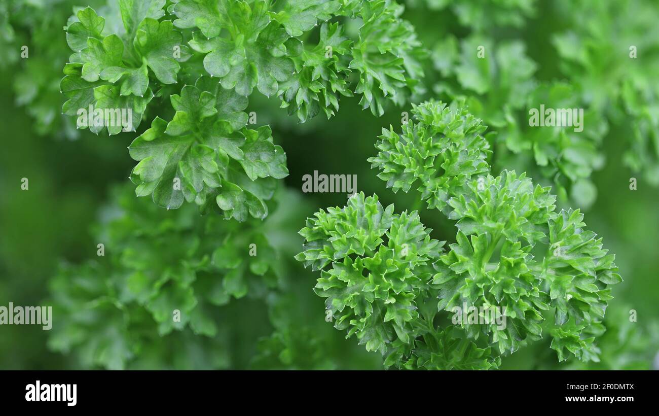 Nahaufnahme von grünen lockigen Petersilienblatt, frische Kräuter Hintergrund Stockfoto