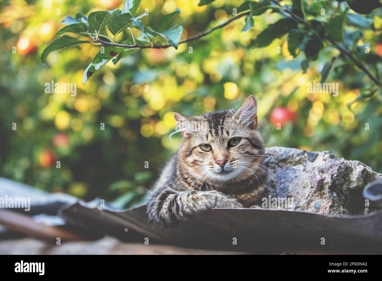 Niedliche Katze liegt im Herbst auf einem Metalldach Garten Stockfoto