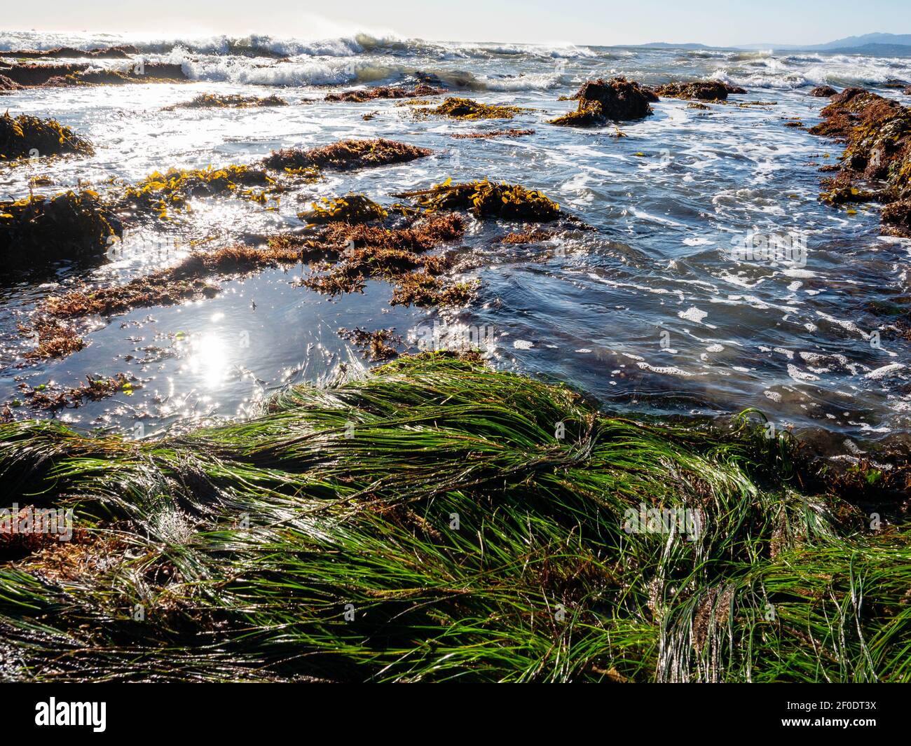 Wellen, Seegras und Seegras in der Gezeitenzone am Tar Pits Beach in Carpinteria California an einem sonnigen Tag. Stockfoto