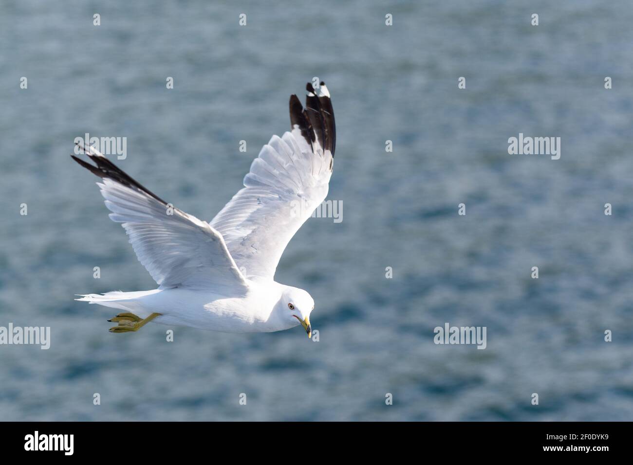 Ring Billed Gull fliegen über den St. Lawrence River - auf Touristenboot auf der Suche nach Nahrung, Thousand Islands, Kanada Stockfoto