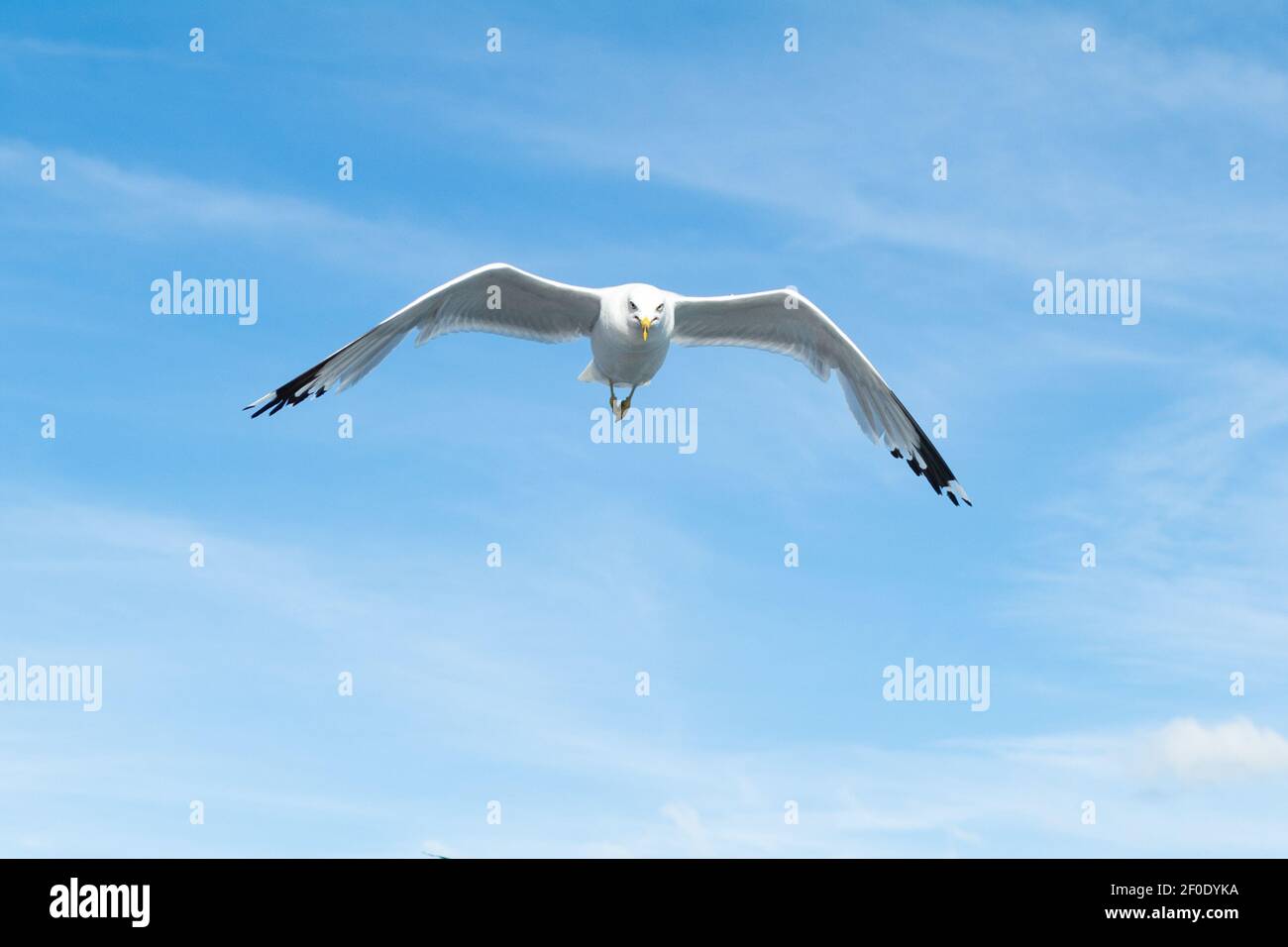 Ringmöwe (Larus delawarensis) im Flug Richtung Kamera, Kanada Stockfoto