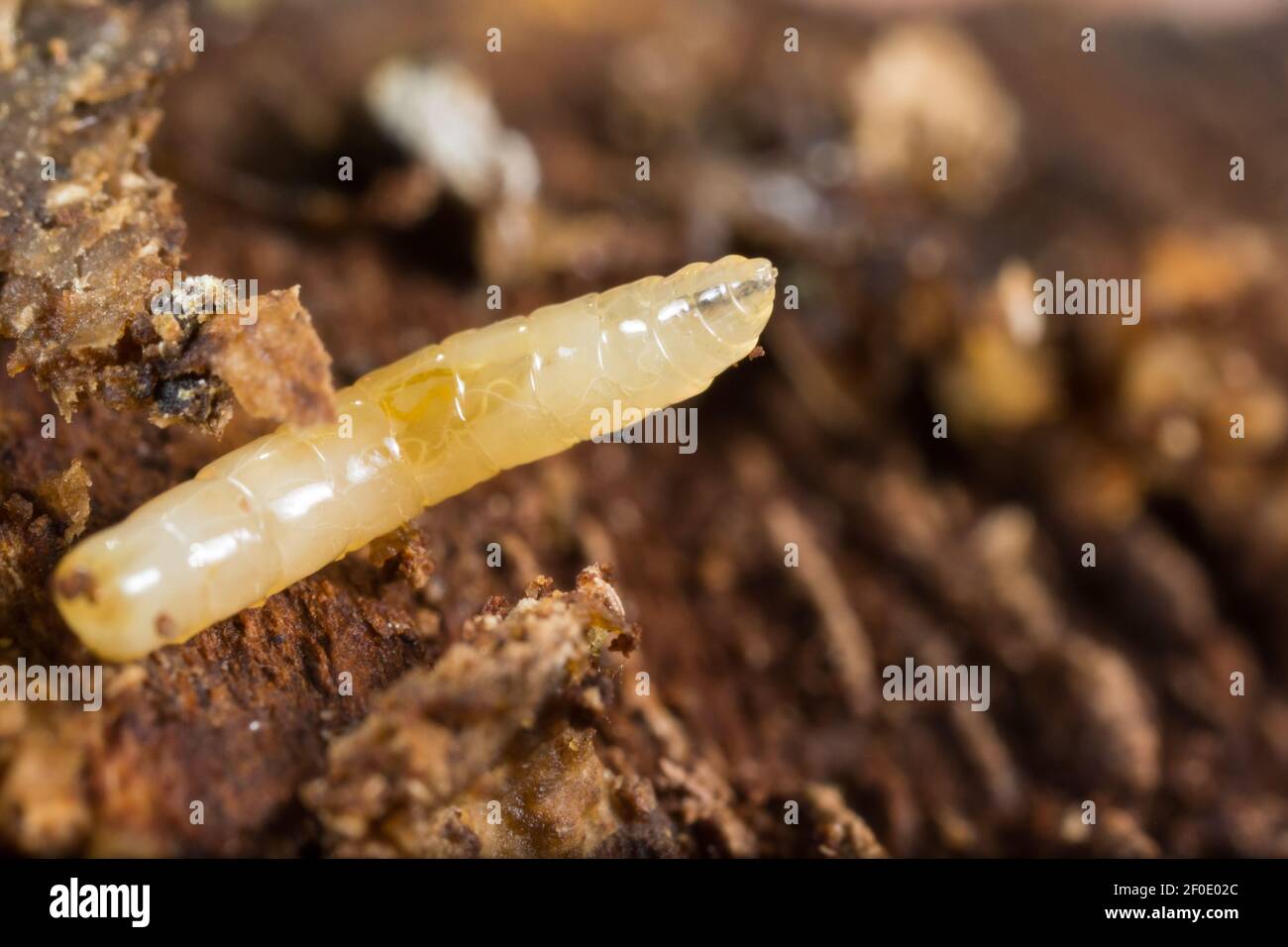 Langbeinige Fliegenlarve (Dolichopodidae), die in einem faulen Baumstamm lebt Stockfoto