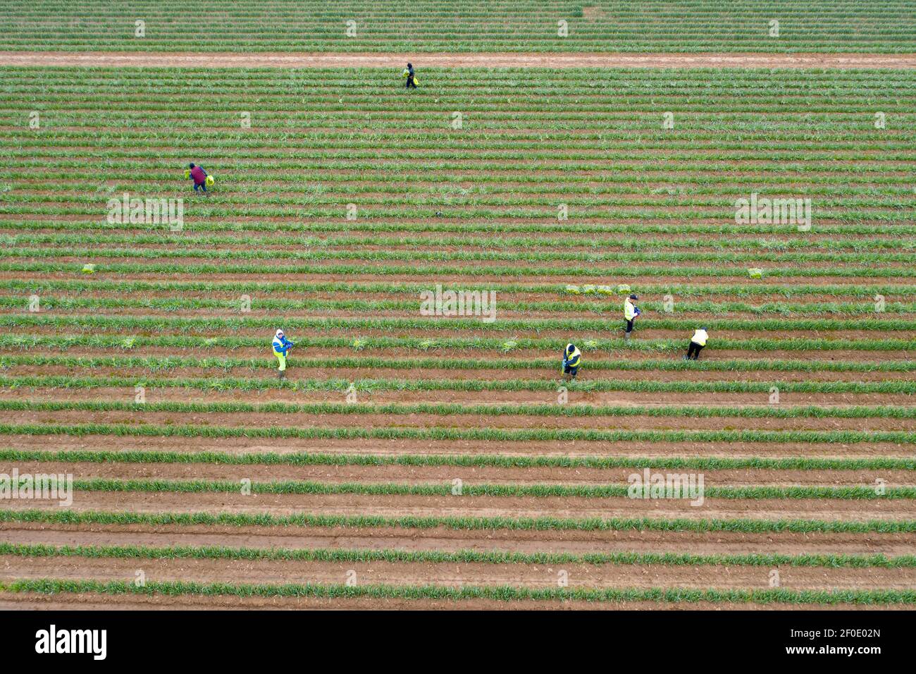 Osteuropäische Arbeiter pflücken Narzissen auf einem Feld in der Nähe von Spalding in Lincolnshire. Pflücker machten das Beste aus dem Wetter, um Narzissen in Lincolnshire Felder zwischen den Sturmwolken gestern (Mi) zu sammeln. Arbeiter bei Taylor’s Bulbs in Spalding waren auf den Feldern unterwegs, um Narzissen zu pflücken, die aufgrund des kalten Winterwetters drei Wochen später in diesem Jahr eintrafen. Es kommt, als Landwirte haben gekämpft, Saisonarbeiter zu rekrutieren, um Blumen, Obst und Gemüse in dieser Saison zu pflücken. Aufgrund von Brexit und Coronavirus-Reisebeschränkungen kommen die üblichen Arbeiter aus Europa nicht, um bei der Ernte zu helfen Stockfoto