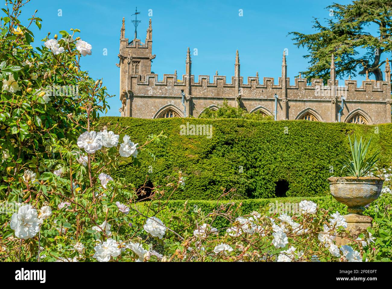 White Rose Büsche bei Sudeley Castle ist ein Schloss in der Nähe von Winchcombe, Gloucestershire, England Stockfoto