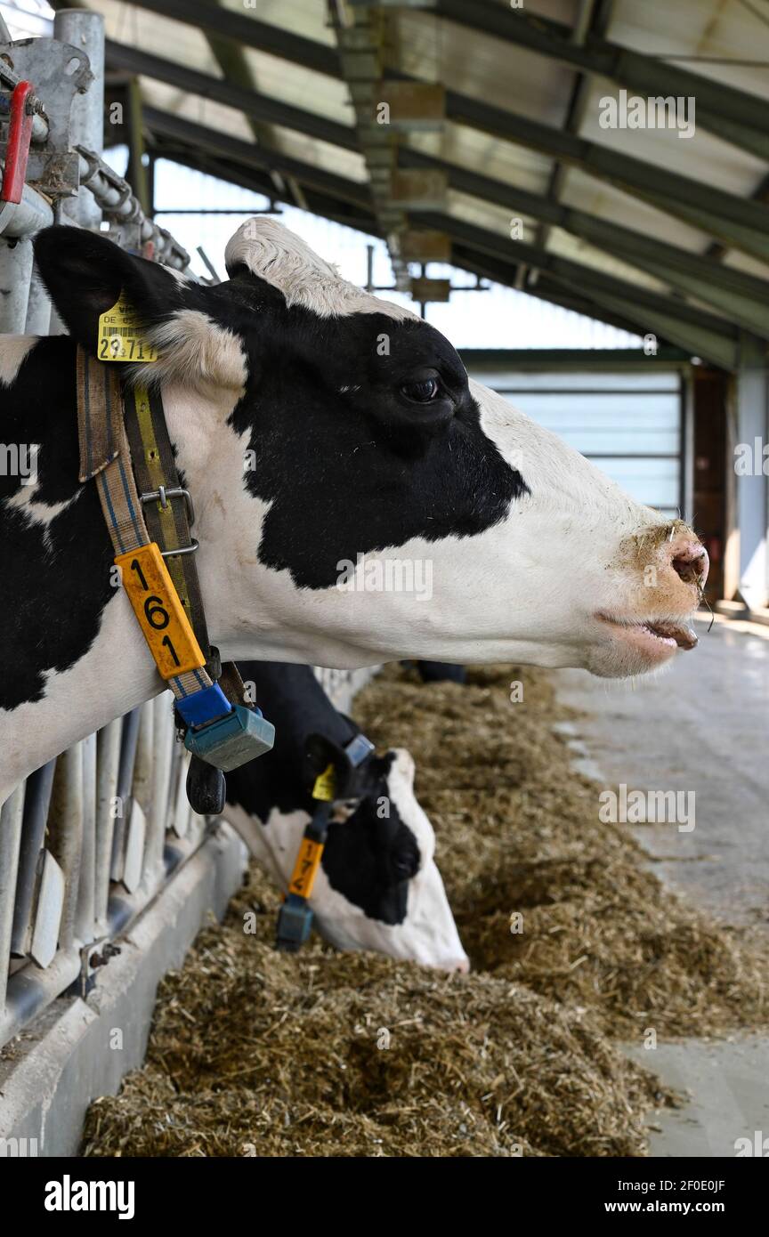 DEUTSCHLAND, echem, intelligenter Milchkuhmilchbetrieb, Digitalisierung der Landwirtschaft, Milchkühe im Stall, Kühe mit Halsband mit Sensor und Melkchips für Robotermelken, Futtersilage und konzentriertes Tierfutter mit Sojabohnen Stockfoto