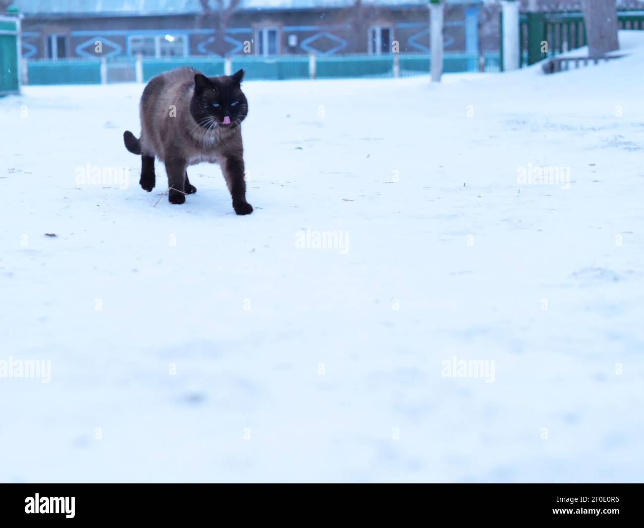 Katze im Winter. Siamkatze spaziert auf Schneeverwehungen. Stockfoto