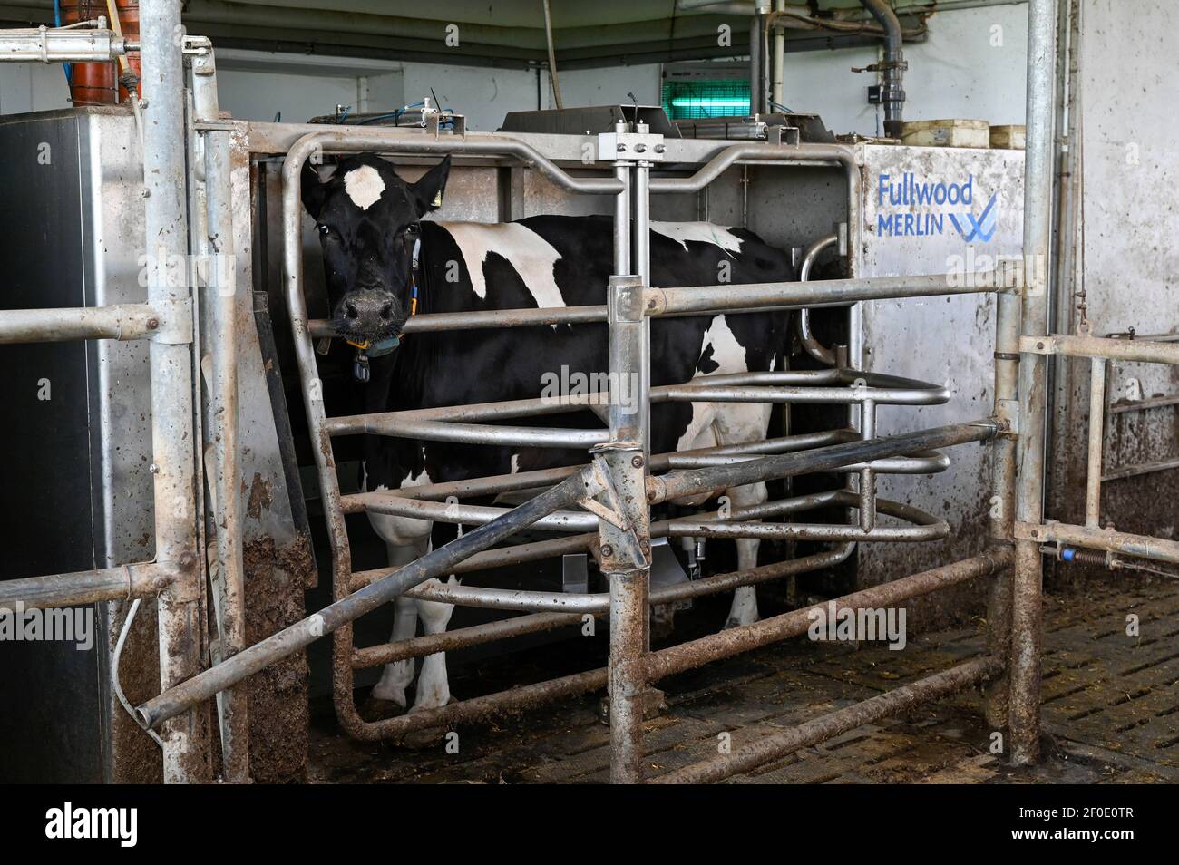 DEUTSCHLAND, echem, Smart Milk cow Milk Farm, Digitalisierung der Landwirtschaft, Melkroboter Fullwood Merlin / DEUTSCHLAND, Landwirtschaftliche Bildungszentrum (EBZ) in echem, Digitalisierung im Kuhstall und Melkstand, Melkroboter Fullwood Merlin Stockfoto