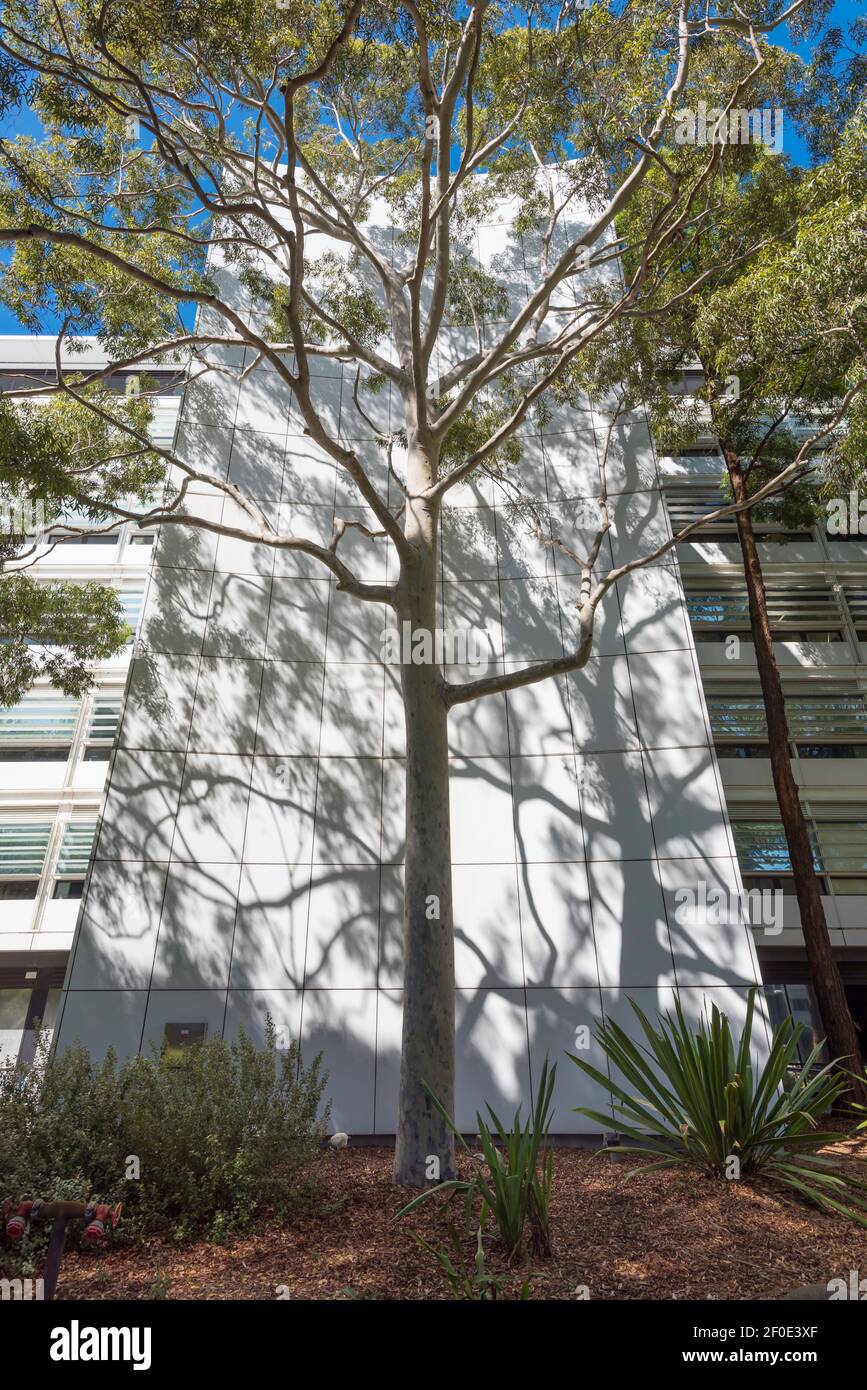 Ein großer Eukalyptusbaum schattiert die 2008 neu gestaltete und renovierte Australian School of Business an der University of New South Wales in Sydney Stockfoto