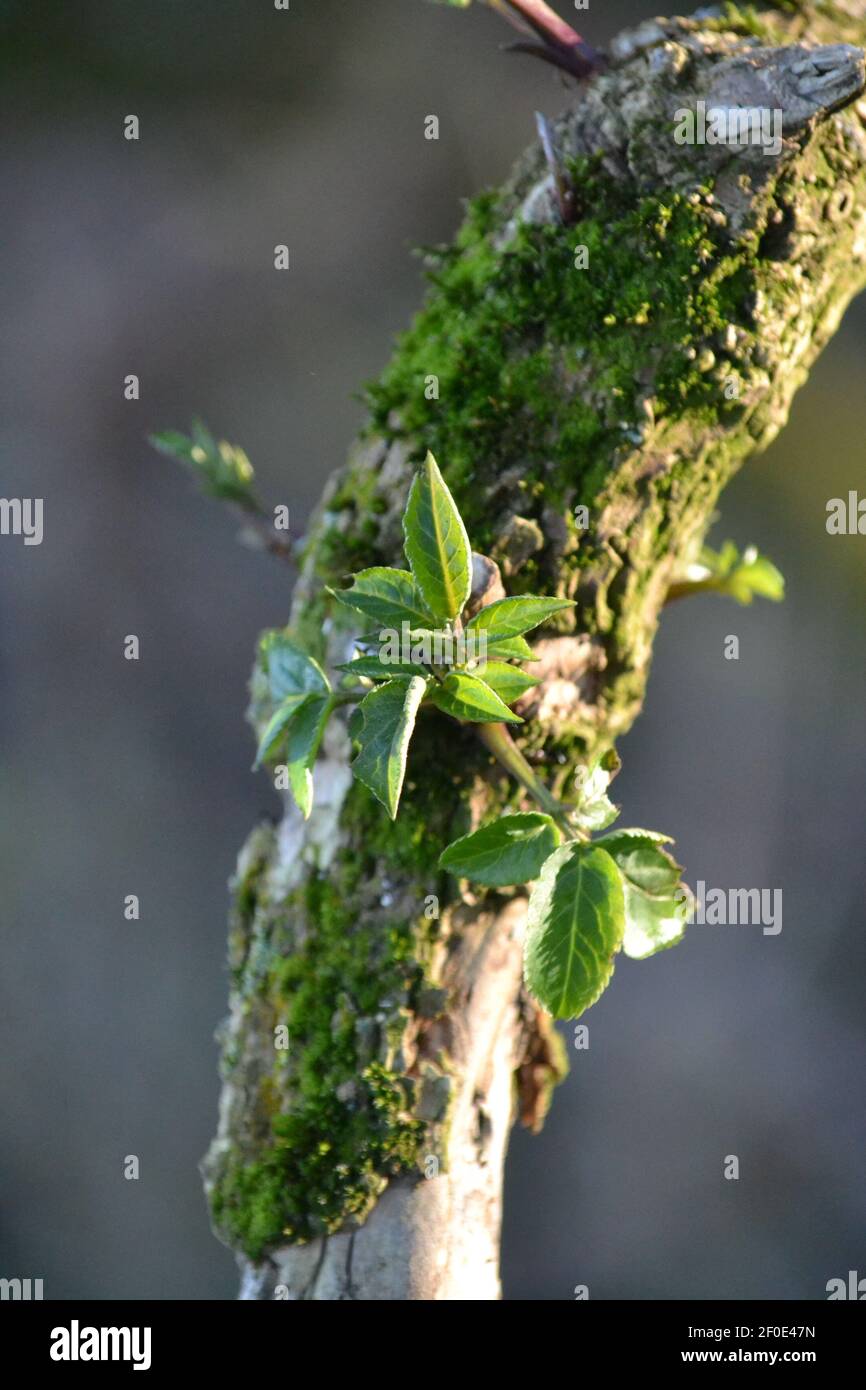 New Leaf Growth on A Tree Branch - Frühling - Sonnentag - Alter Baum Zweig - Moos An Zweig - Waldland und Landweg - Sussex UK Stockfoto