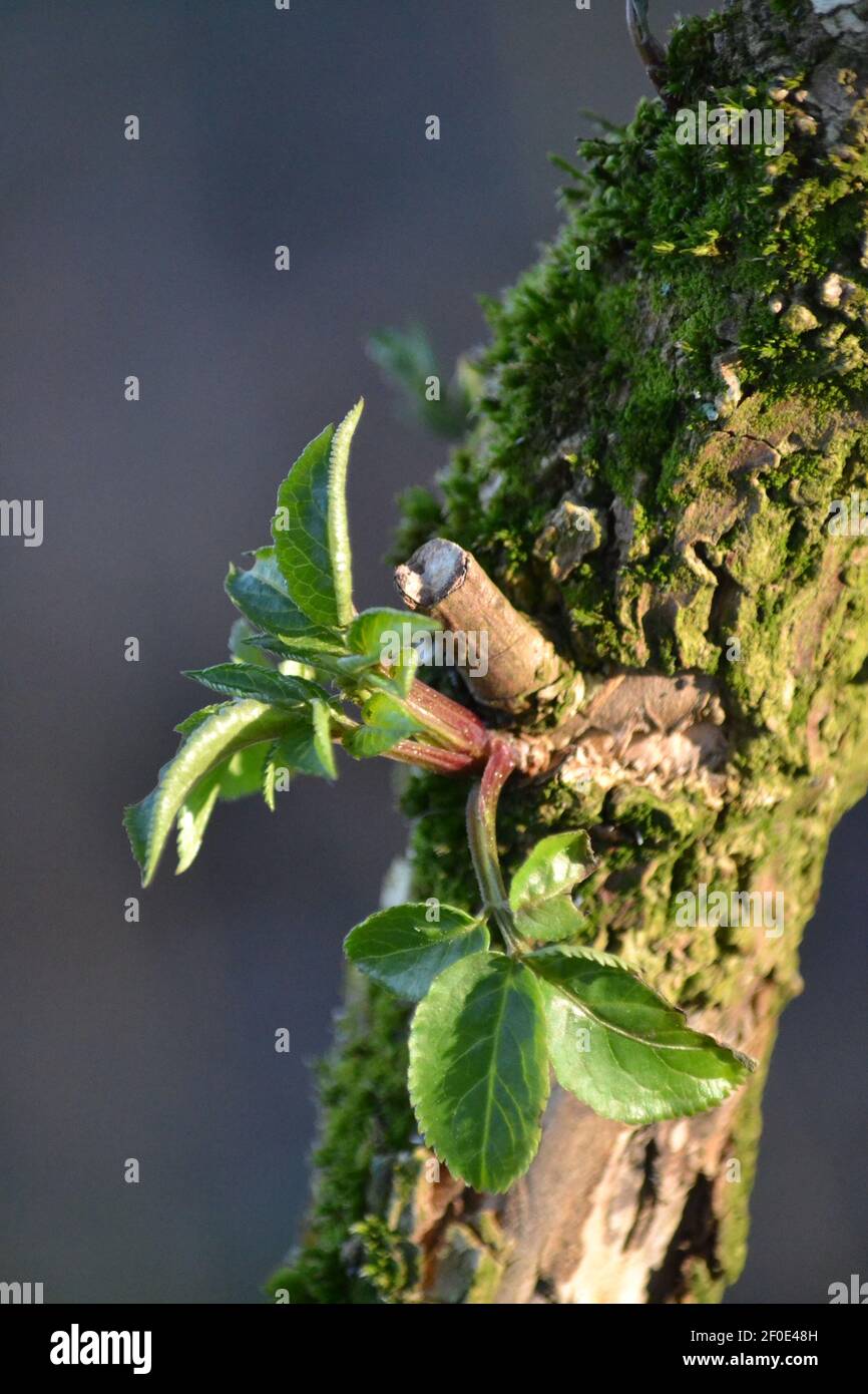 New Leaf Growth on A Tree Branch - Frühling - Sonnentag - Alter Baum Zweig - Moos An Zweig - Waldland und Landweg - Sussex UK Stockfoto