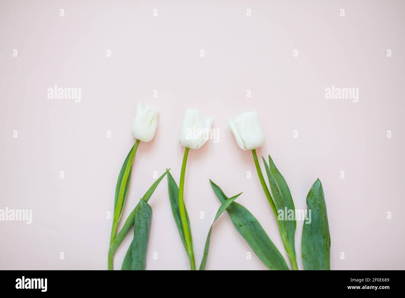 Layout mit zarten weißen Tulpen auf einem hellrosa Hintergrund Stockfoto