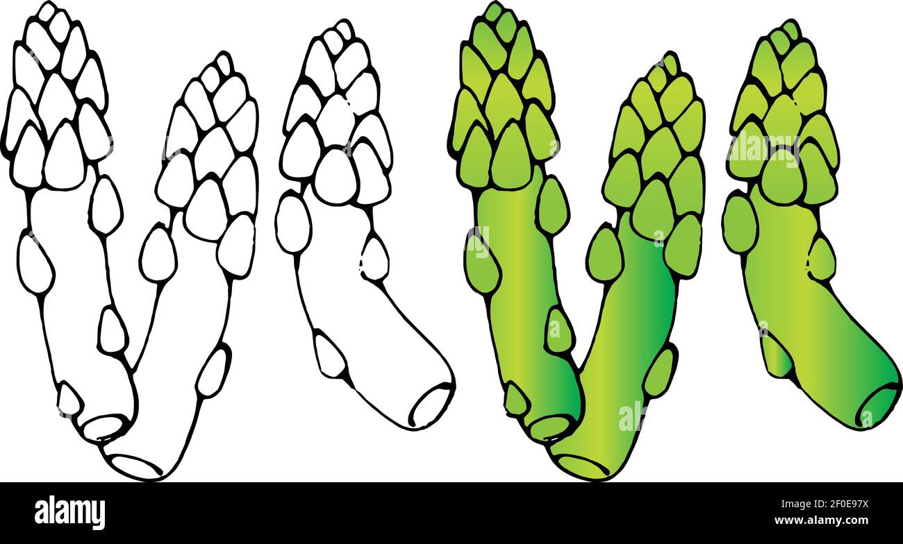 vektor Zeichnung Vektor Spargel Farbe und schwarz und weiß Stock Vektor
