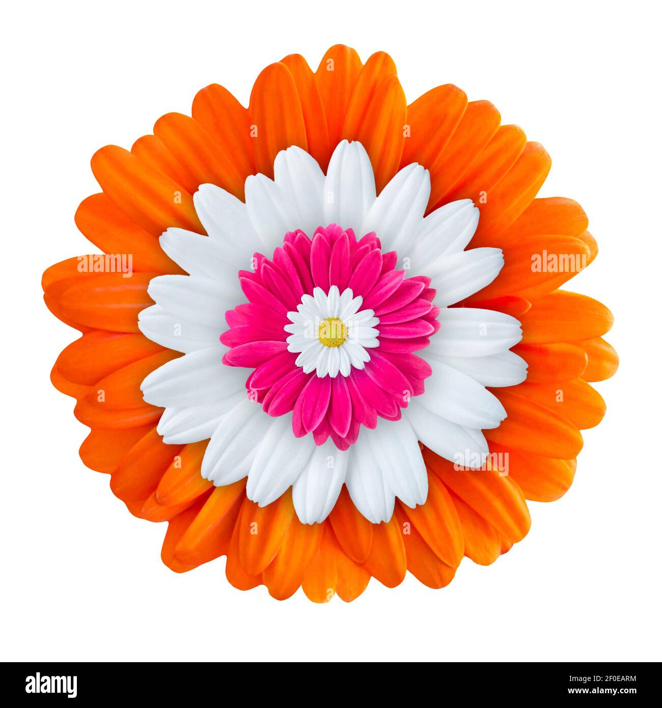 Gerbera und Daisy isoliert vor weißem Hintergrund Stockfoto