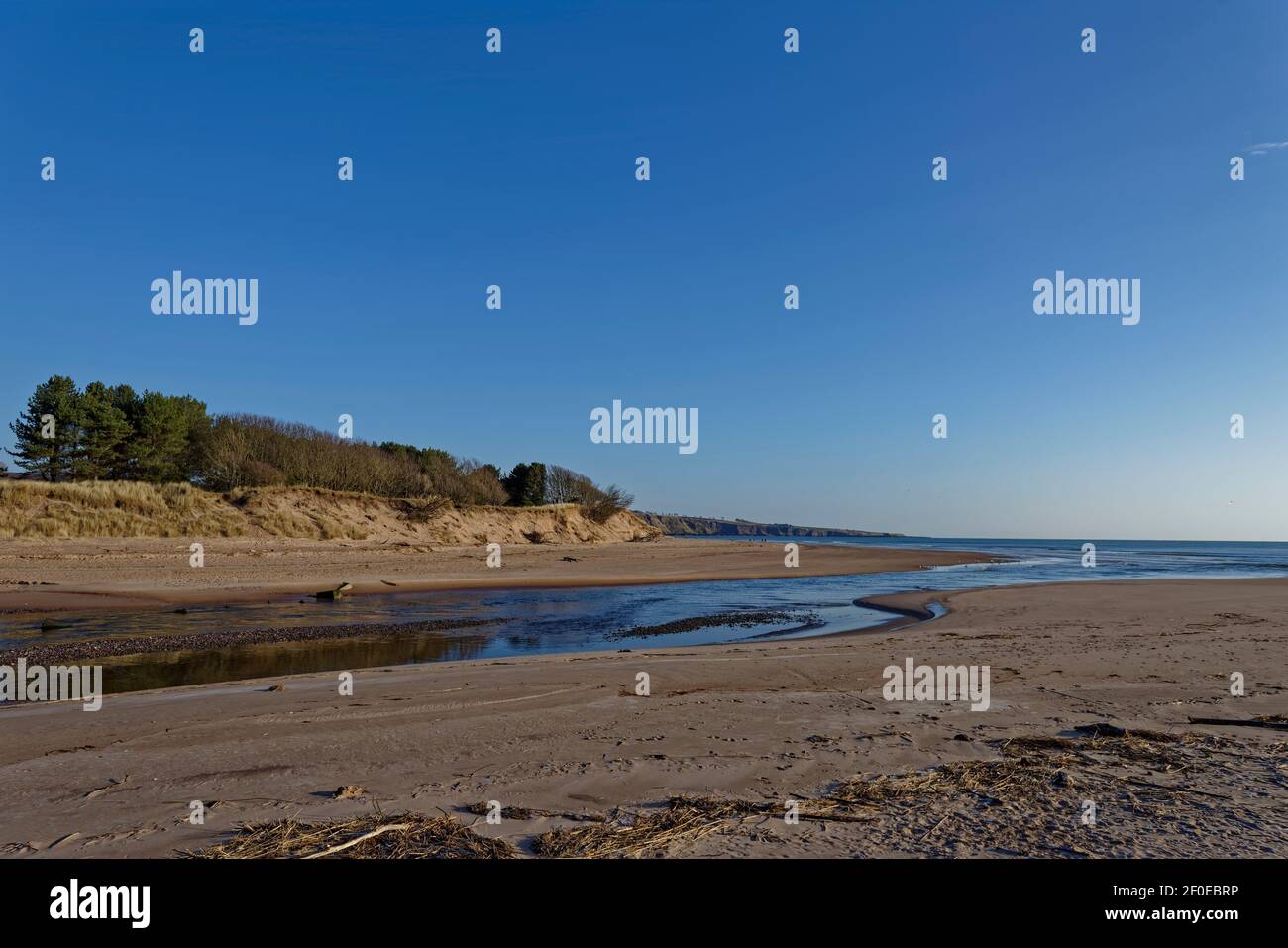Die Mündung des Lunan-Wassers in die Nordsee in der Lunan Bay bei Ebbe, mit Gezeitenschutt von Sticks und Treibholz im Vordergrund. Stockfoto