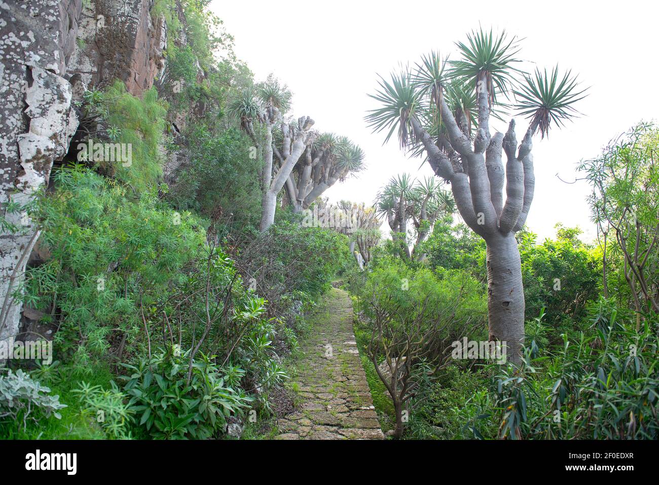 Drachenbäume auf Gran Canaria, Spanien Stockfoto