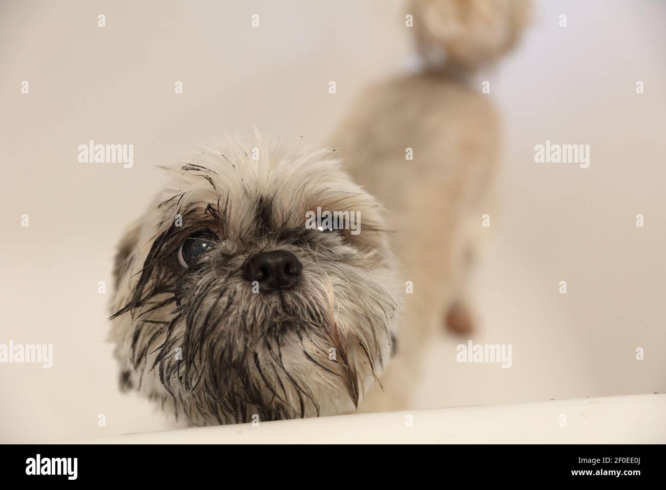 Porträt eines nassen Hundes, der in der Badewanne mit einem muddigen Gesicht steht. Stockfoto