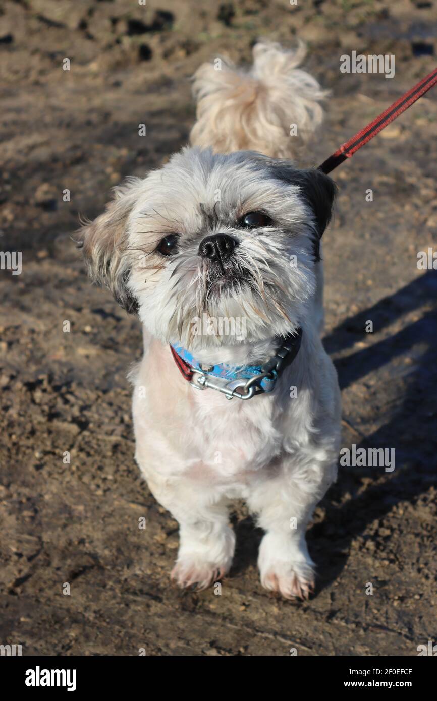 Ein kleiner Hund, der an einem sonnigen Tag während eines Spaziergangs für die Kamera posiert. Stockfoto