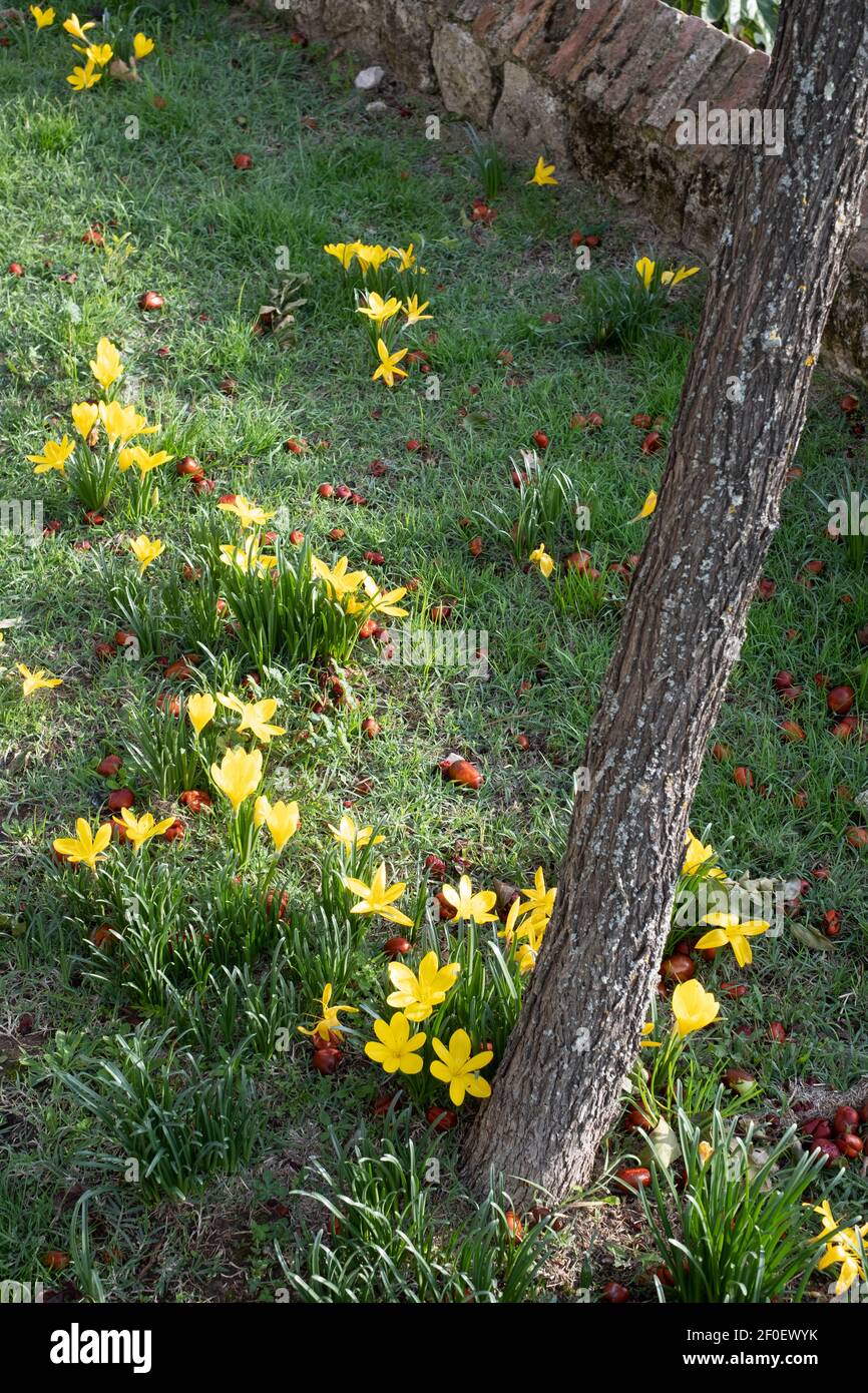 Sternbergia lutea, die Winter-Narzisse, Herbst-Narzissen, Herbst-Narzissen, Maiglöckchen, Oder gelbe Herbstkrokus Stockfoto
