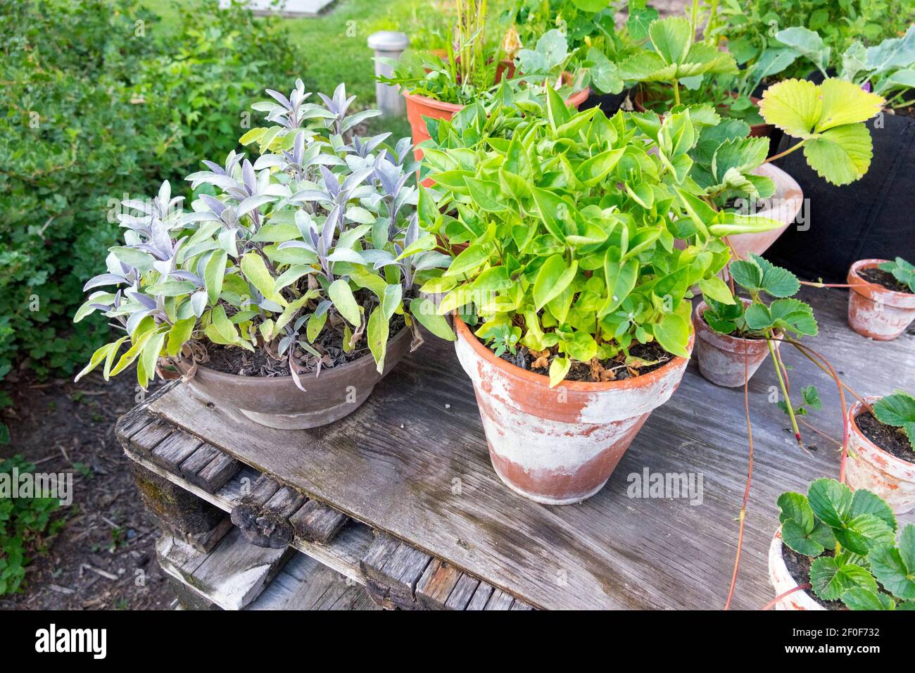 Salvia in Töpfen auf Palettenholz kulinarische Kräuter Pflanzen im Kleingartenanbau Kräuter Permakultur Garten Stockfoto