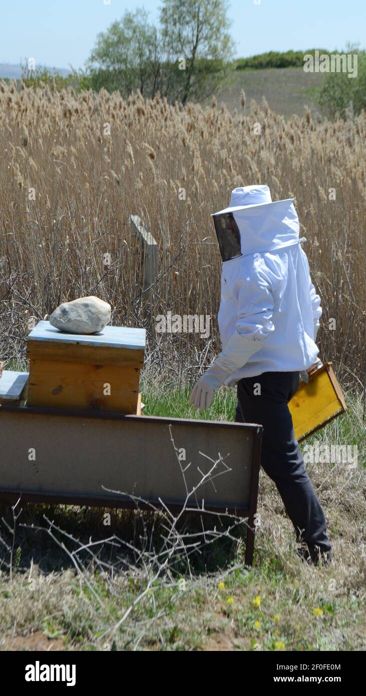 Ankara, Türkei - 2018: Der Imker arbeitet mit Bienen und Bienenstöcken auf dem Bienenstock. Vorbereitung zum Öffnen des Bienenstocks. Stockfoto