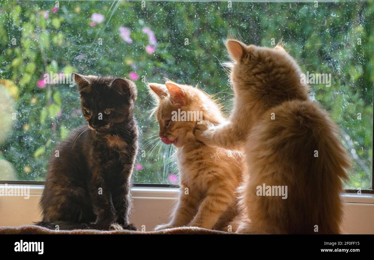 Flauschige Kätzchen spielen neben einem Fenster Stockfoto