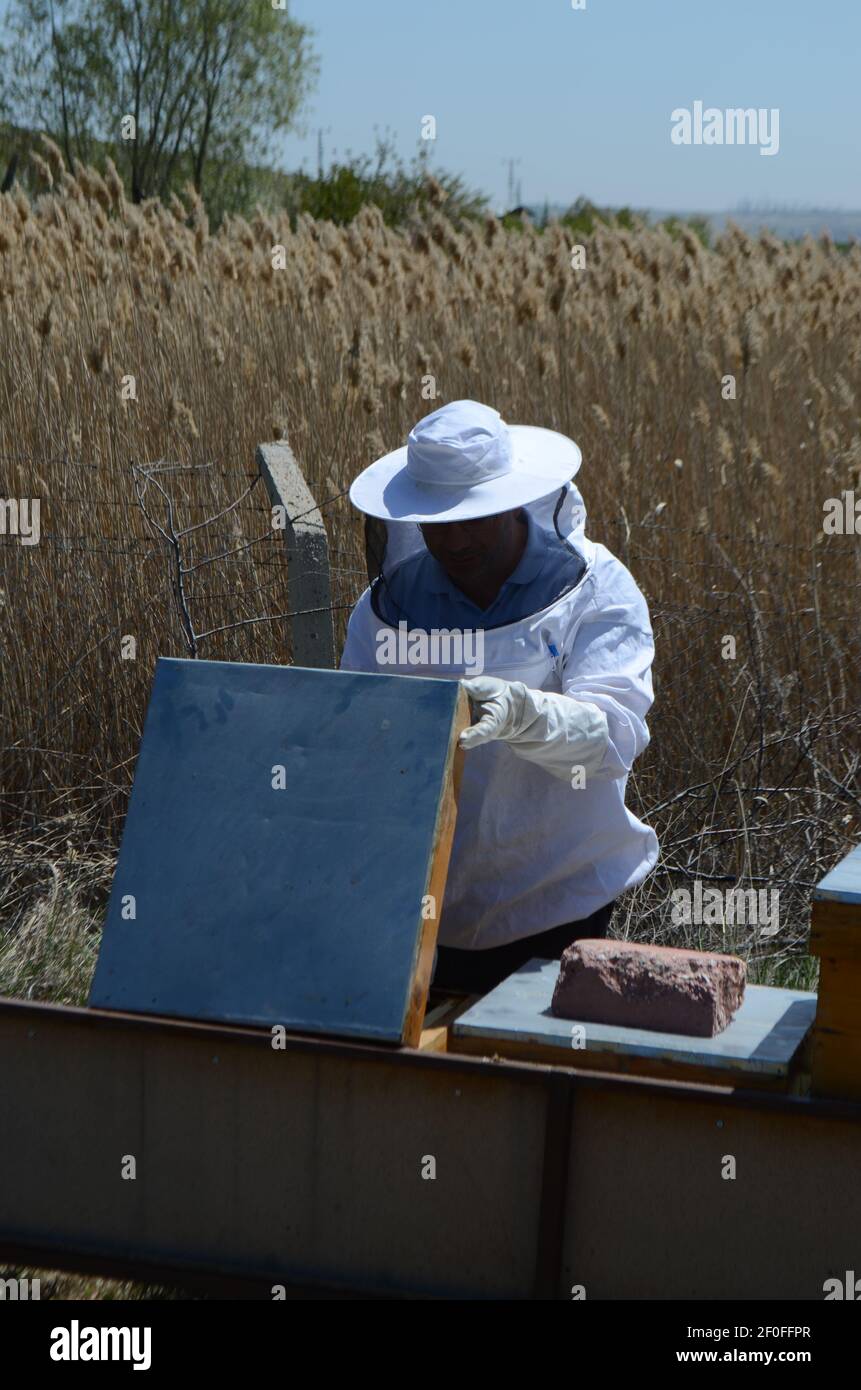 Ankara, Türkei - 2018: Der Imker arbeitet mit Bienen und Bienenstöcken auf dem Bienenstock. Vorbereitung zum Öffnen des Bienenstocks. Stockfoto