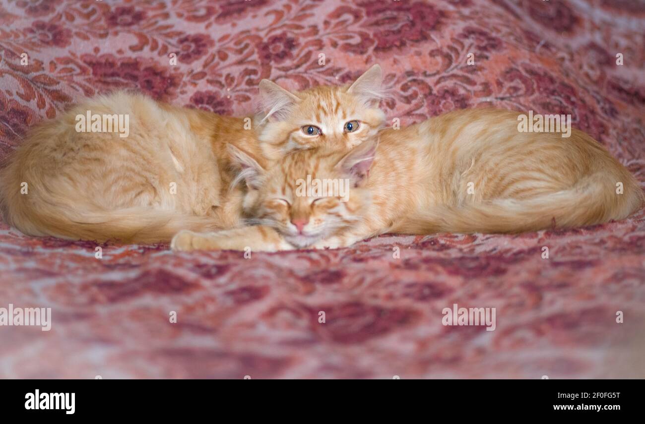 Flauschige rote Kätzchen, Zwillinge-Brüder Stockfoto