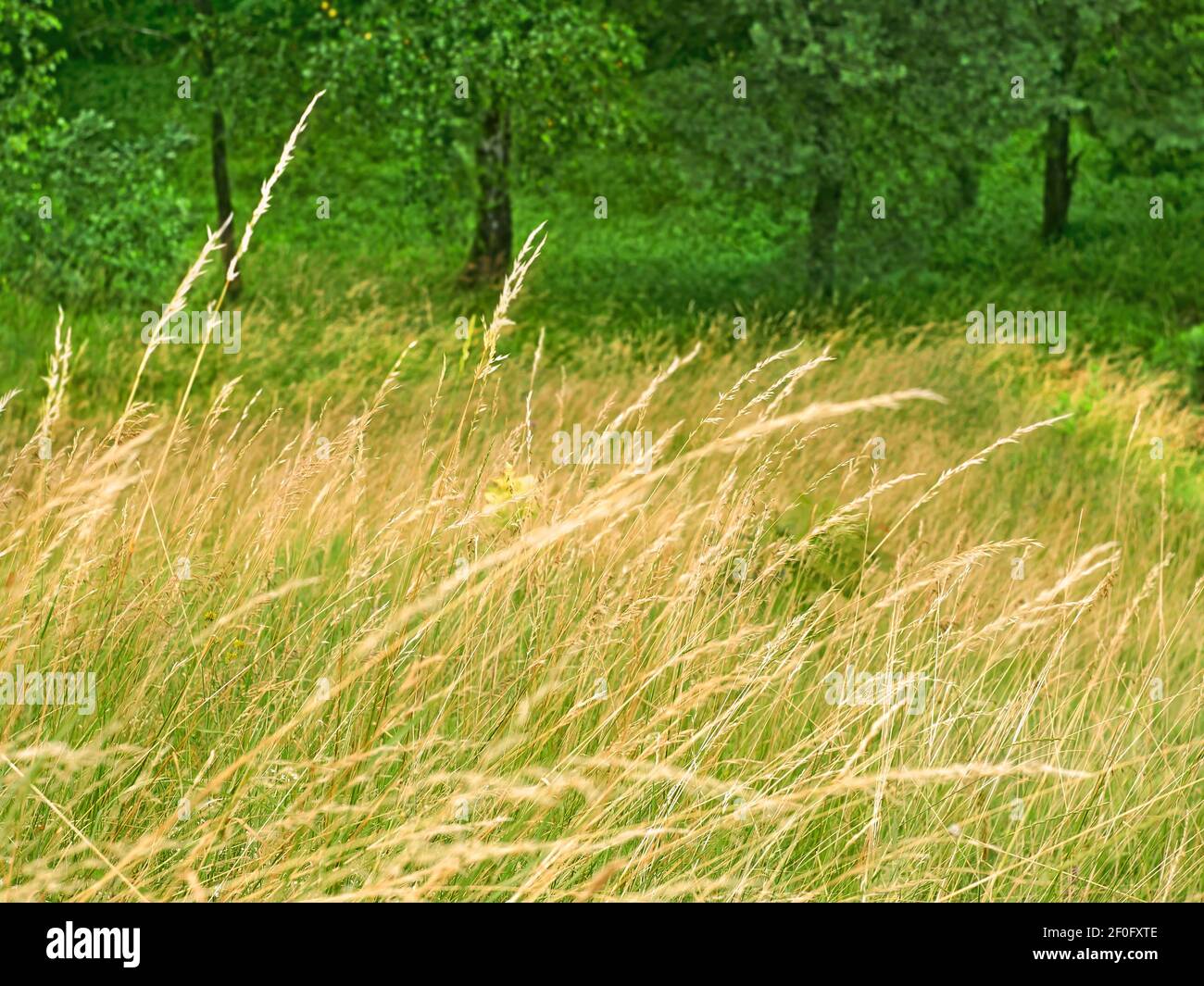 Wiese mit sonnenbeschienenen getrockneten Getreidegras im Vordergrund und Obstbäumen im verschwommenen Hintergrund, Sommerlandschaft bei sonnigem windigem Wetter Stockfoto