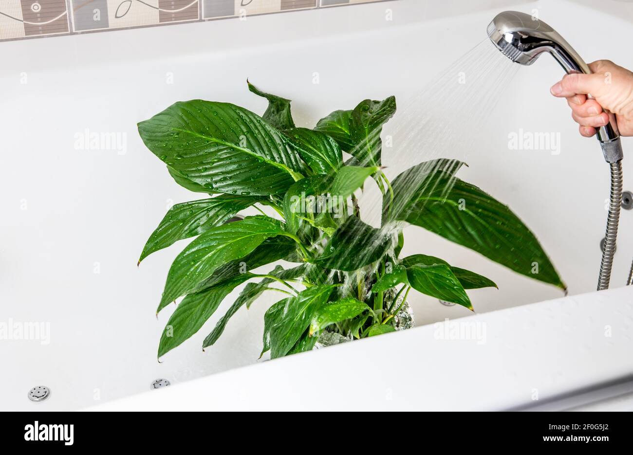Frühjahrsputz von Zimmerpflanzen, Abwaschen von Staub von Zimmerpflanzen Blätter mit Dusche in der Badewanne im Hause Bad. Stockfoto