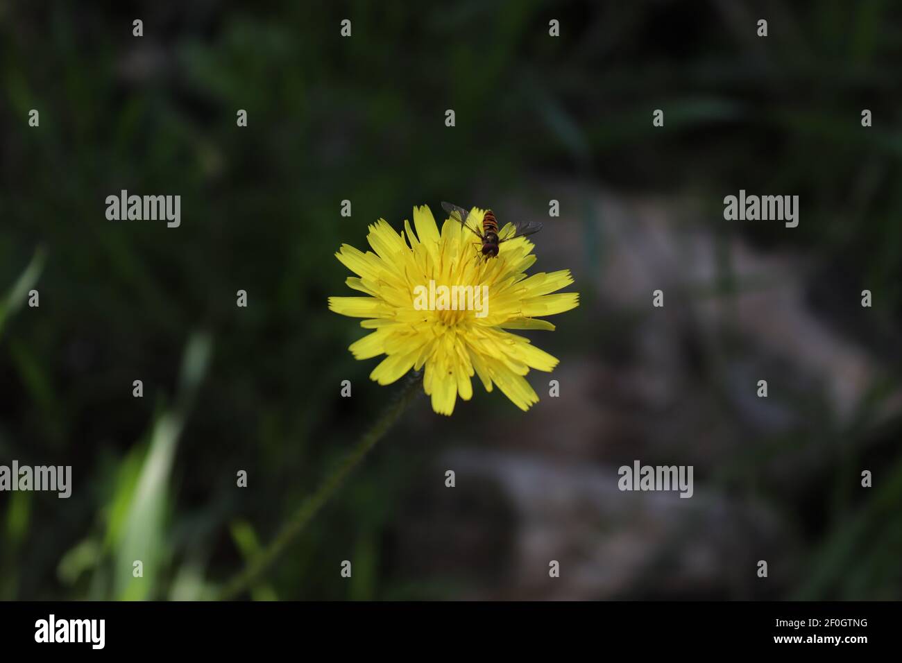 Ein Insekt auf e gelbe Blume Stockfoto