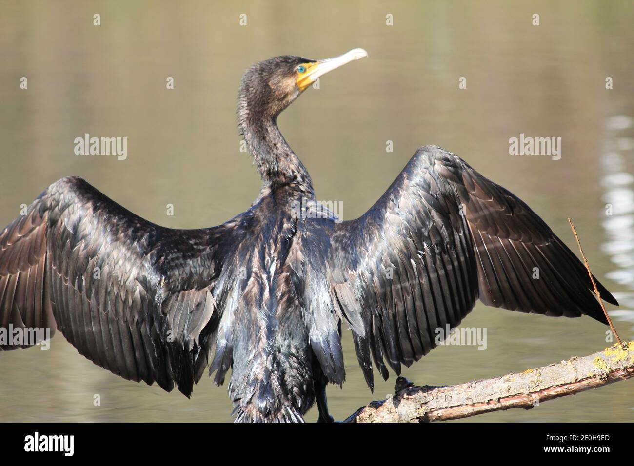 Kormoran im Stadtpark Staddijk in Nijmegen, Niederlande Stockfoto
