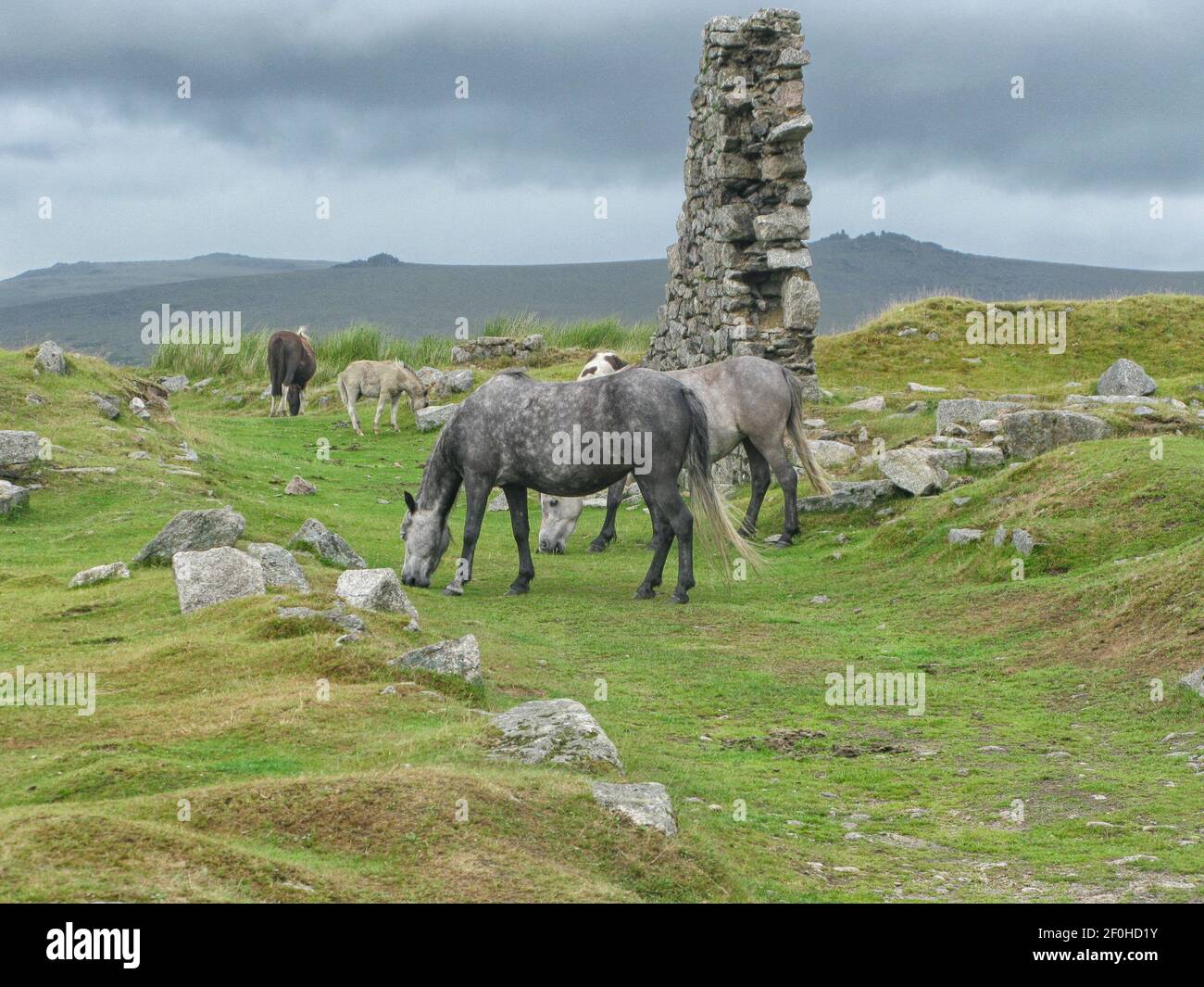Pferde in der Nähe einer Ruine auf den Dartmoor Moors Stockfoto