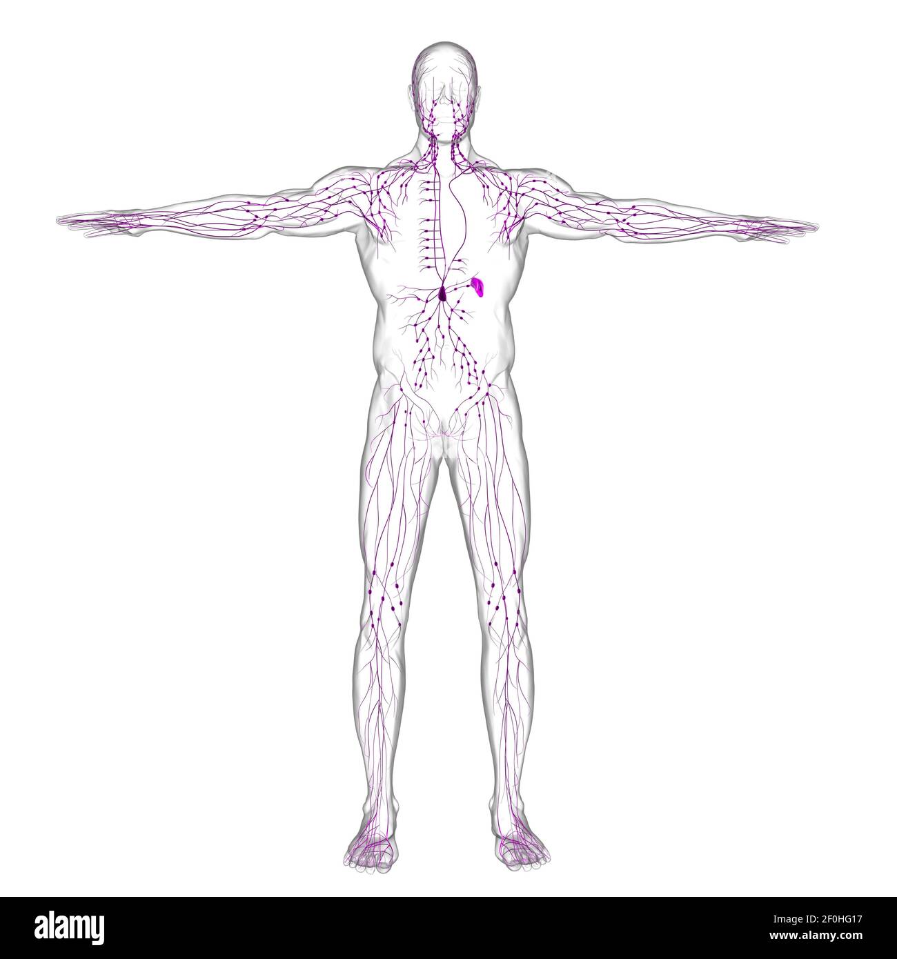 Menschliche Lymphknoten Anatomie für medizinisches Konzept 3D Illustration Stockfotografie Alamy
