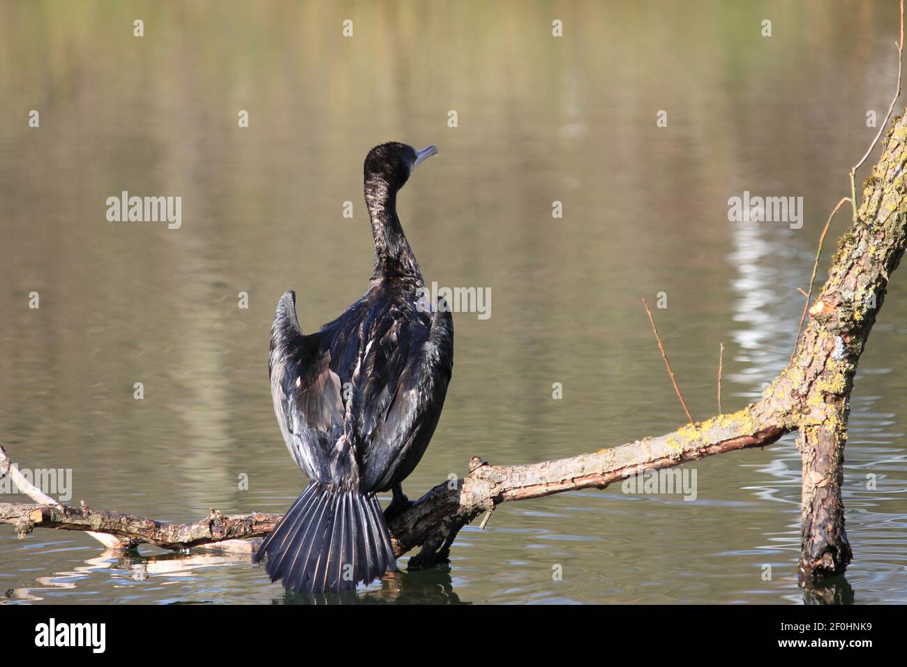 Kormoran im Stadtpark Staddijk in Nijmegen, Niederlande Stockfoto