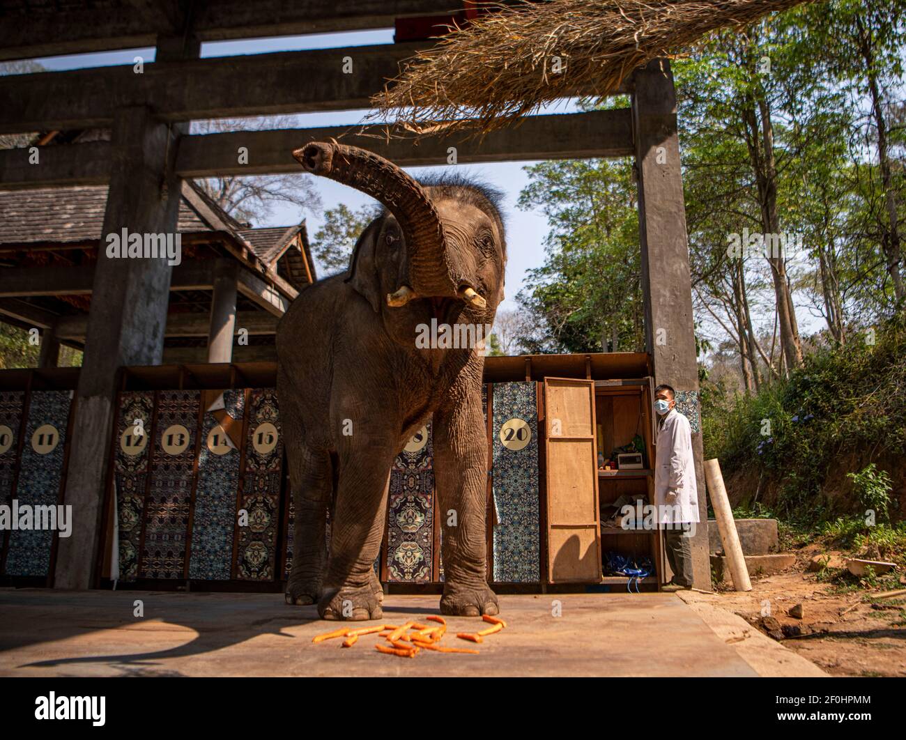 (210307) -- JINGHONG, 7. März 2021 (Xinhua) -- EIN Wildtierschützer misst das Gewicht eines asiatischen Elefanten namens 'Xiaoqiang' im Asian Elephant Breeding and Rescue Center in der Autonomen Präfektur Xishuangbanna Dai, südwestlich der Provinz Yunnan, 6. März 2021. Die asiatischen Elefanten, die mit weniger als 400 Einwohnern in China unter erstklassigem nationalem Schutz stehen, sind vor allem in Yunnan zu finden. Die Mitarbeiter des Asian Elephant Breeding and Rescue Centre haben sich der Verbesserung des Wohlergehens der Arten verschrieben. (Xinhua/Jiang Wenyao) Stockfoto