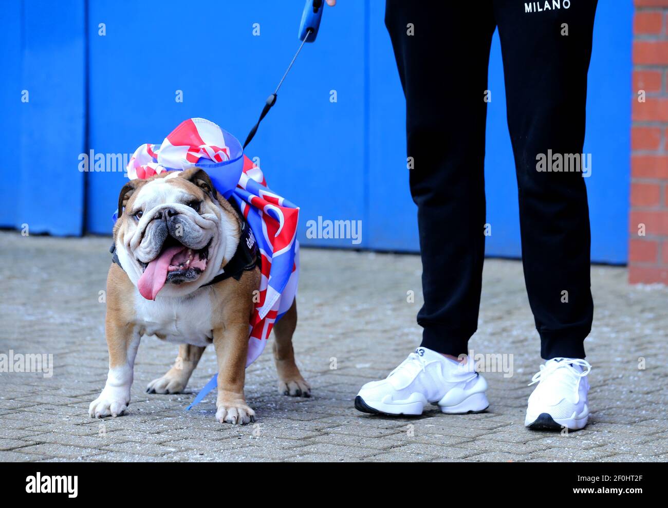 Ein Hund mit einem Banner um sein Geschirr vor dem Ibrox Stadium gebunden,  als Fans versammeln, um Rangers gewinnen den schottischen Premiership Titel  zu feiern. Bilddatum: Sonntag, 7. März 2021 Stockfotografie - Alamy
