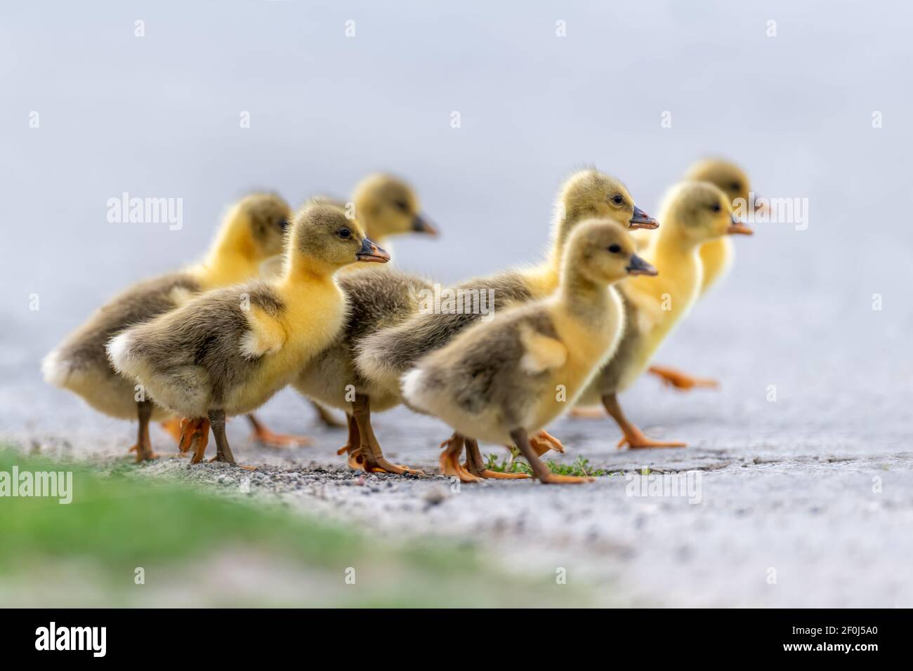 Gruppe von niedlichen kleinen heimischen Küken gehen entlang der Straße. Baby Tiere auf der Wiese im Frühling. Farm-Design Stockfoto