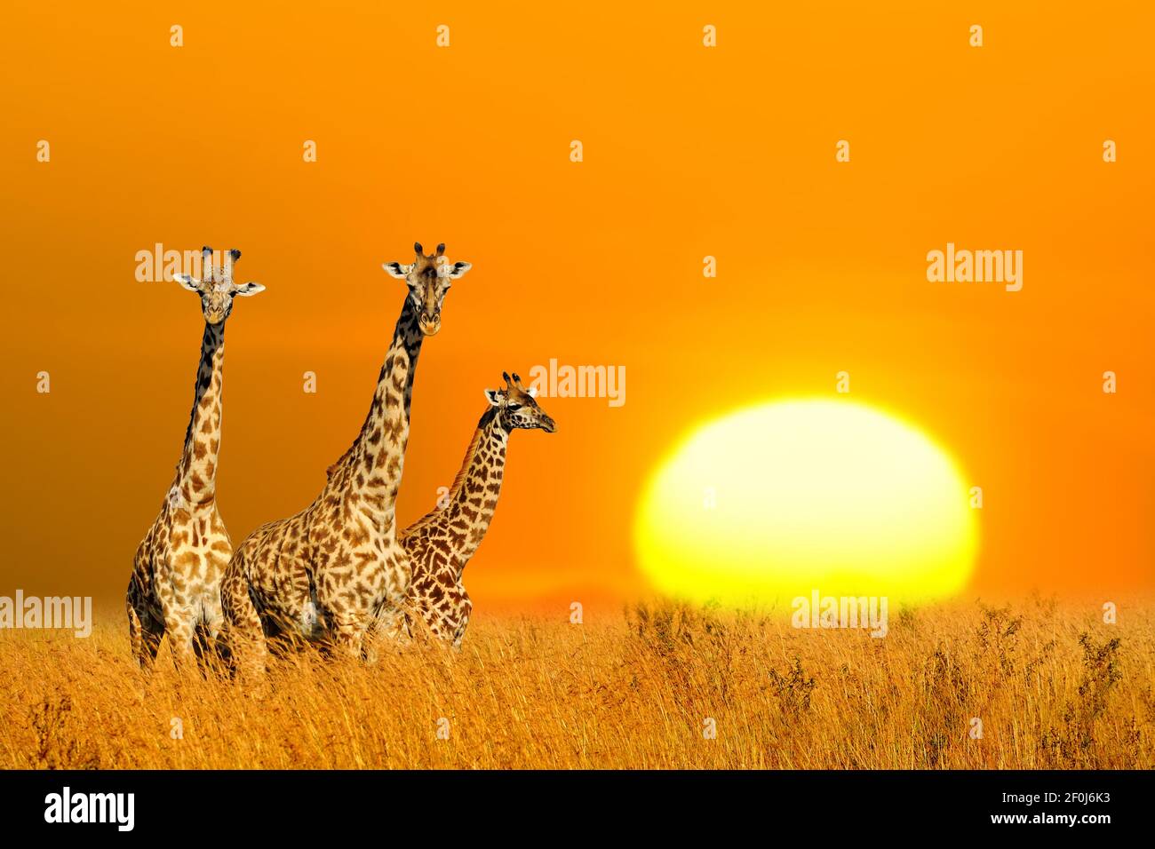 Drei afrikanische Giraffen bei schönem orangefarbenen Sonnenuntergang im Nationalpark von Kenia. Wilde Natur Afrikas Stockfoto