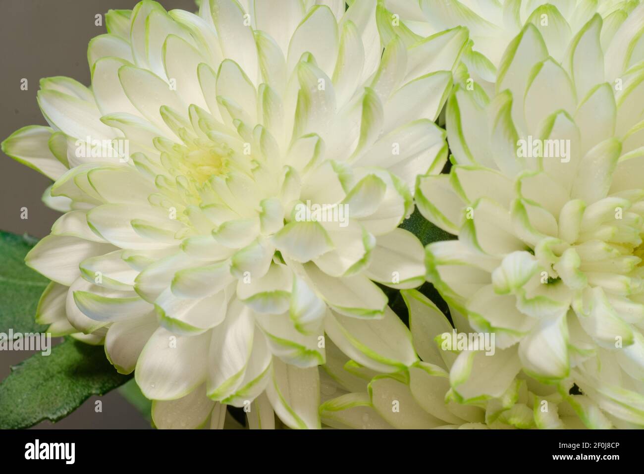 Weiße Chrysantheme Fine Art Floral natürliche Texturen. Texturen Für Hochformat-Fotos. Digital Studio Hintergrund, am besten für nette Familienfotos, atmosphärisch Stockfoto