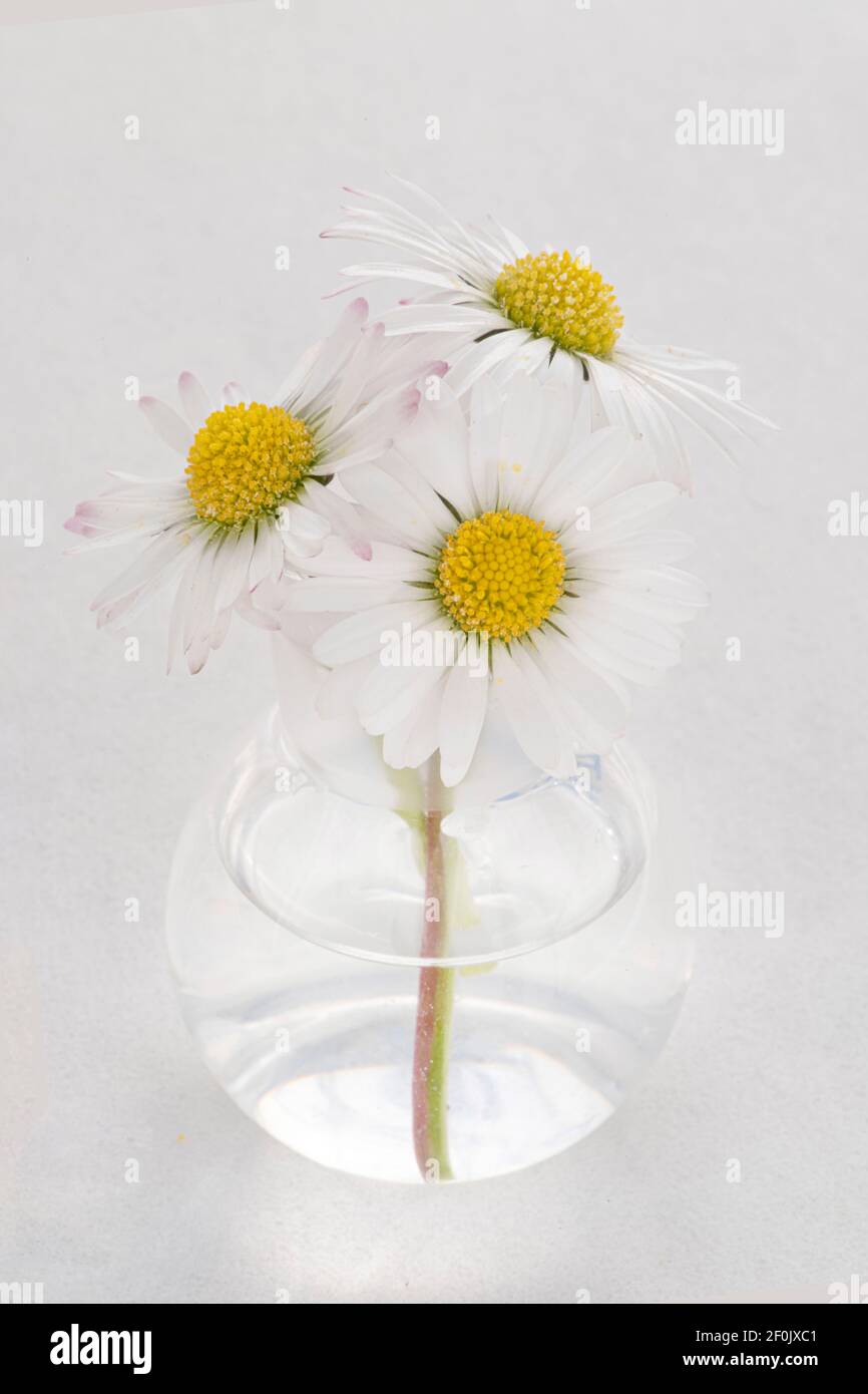 Drei Gänseblümchen in einer kleinen runden transparenten Vase Stockfoto