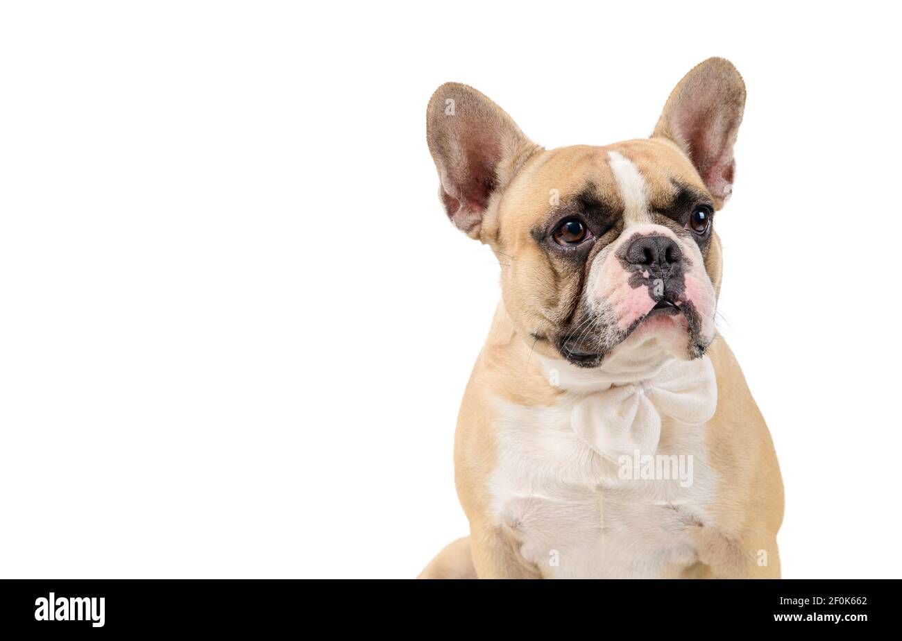 Portrait von niedlichen französisch Bulldogge tragen weiße Fliege isoliert auf weißem Hintergrund, Haustiere und Tierkonzept. Stockfoto