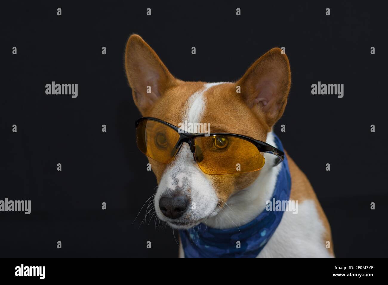 Schöne Low-Key-Potrait der stilvollen basenji Hund trägt blau Das Tuch und die Absicht schauen durch gelbe Gläser Stockfoto