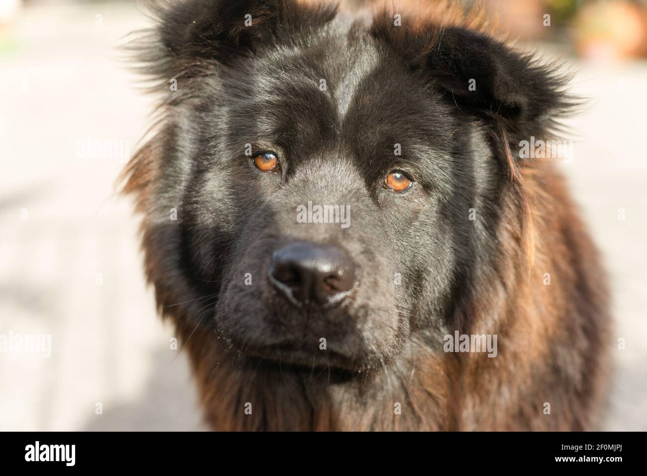 Chow Chow Hunde reinrassige Zucht Metal Gate Stockfoto